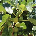 Trullo Elisabetta Semesterbostad Ceglie Messapica