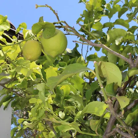 Trullo Elisabetta Ceglie Messapica