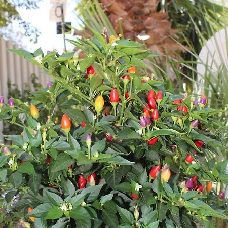 Trullo Elisabetta * Ceglie Messapica