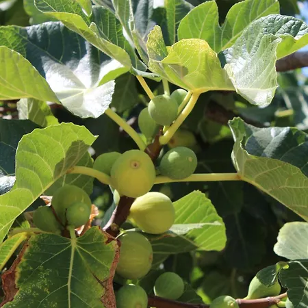 Trullo Elisabetta 別荘 チェーリエ・メッサーピカ
