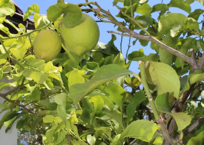 Trullo Elisabetta Ceglie Messapica