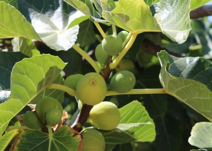 Trullo Elisabetta Prázdninový dům Ceglie Messapica